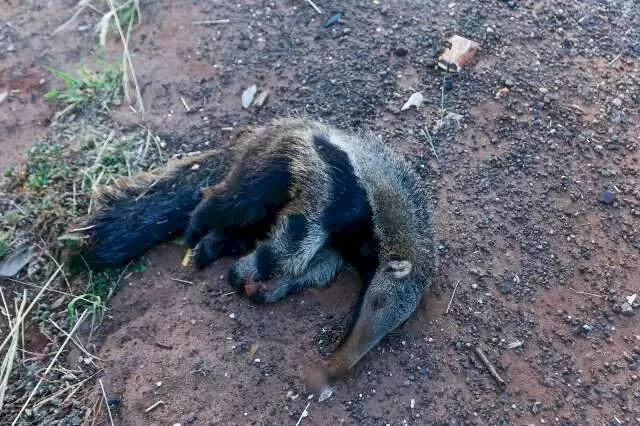 Tamanduá filhote morto às margens da BR-262 (Foto: Paulo Francis)