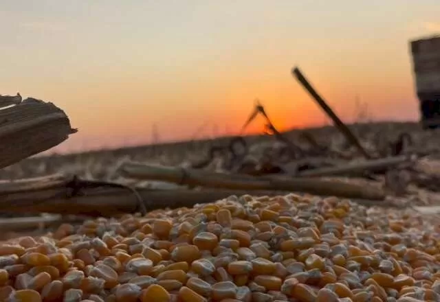 Produção de milho em Mato Grosso do Sul (Foto: Aprosoja/MS)