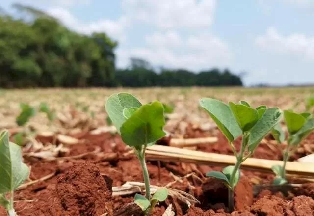 Plantação com mudas jovens de soja (Foto: Aprosoja/MS)