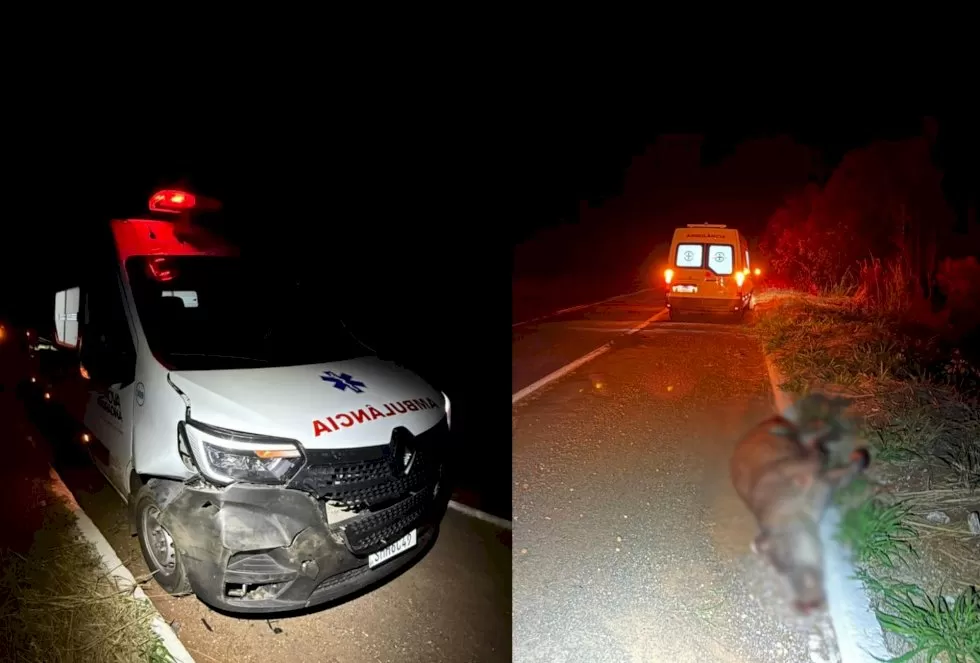 Animal morreu ao ser atropelado por ambulância em rodovia de MS — Foto: Polícia Militar Rodoviária