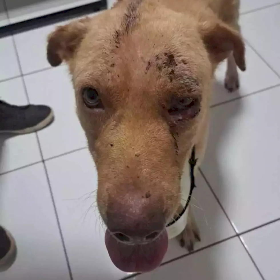 Cão depois de passar por atendimento veterinário. (Foto: Direto das Ruas)
