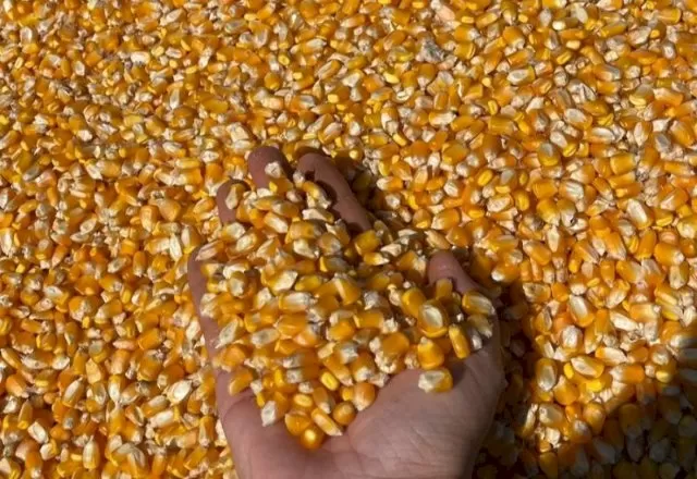 Grãos de milho após a colheita da 2ª safra. (Foto: Arquivo/Aprosoja)