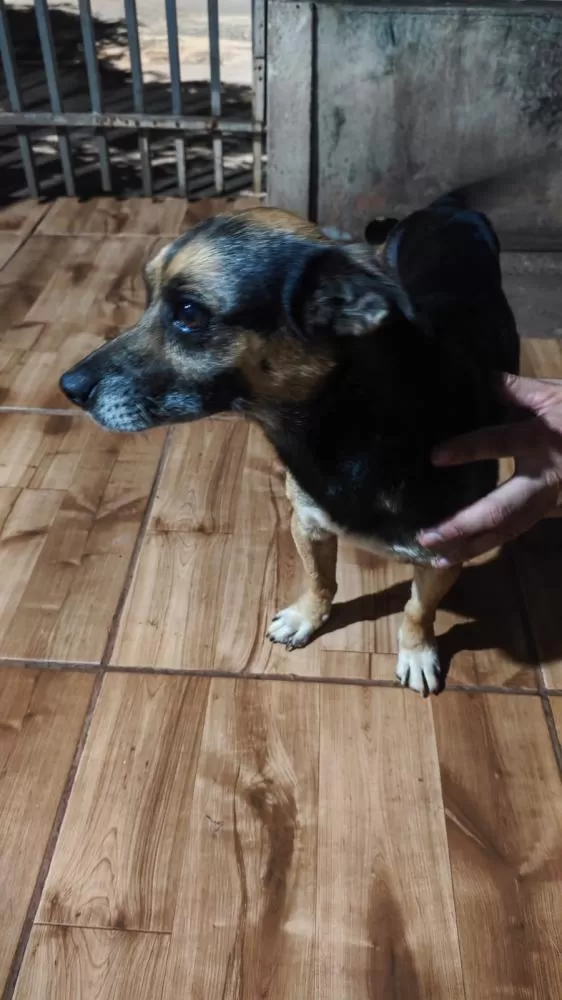 Final feliz em Glória de Dourados: Bile é encontrado e já está com seu tutor