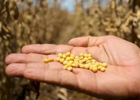 Técnico segura grãos de soja colhidos em MS. (Foto: Arquivo/Campo Grande News)