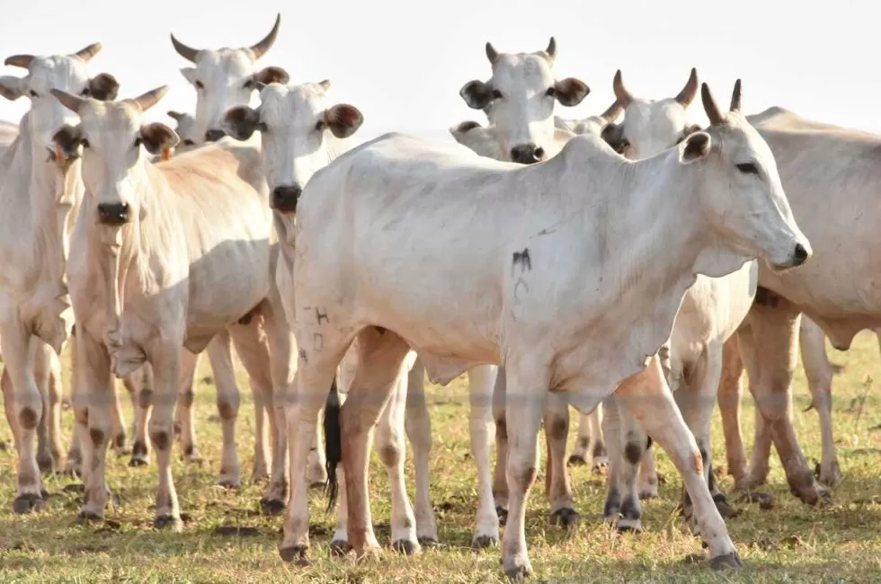 Fios soltos matam rebanho e empresa de energia terá que pagar R$ 85 mil à fazenda em MS