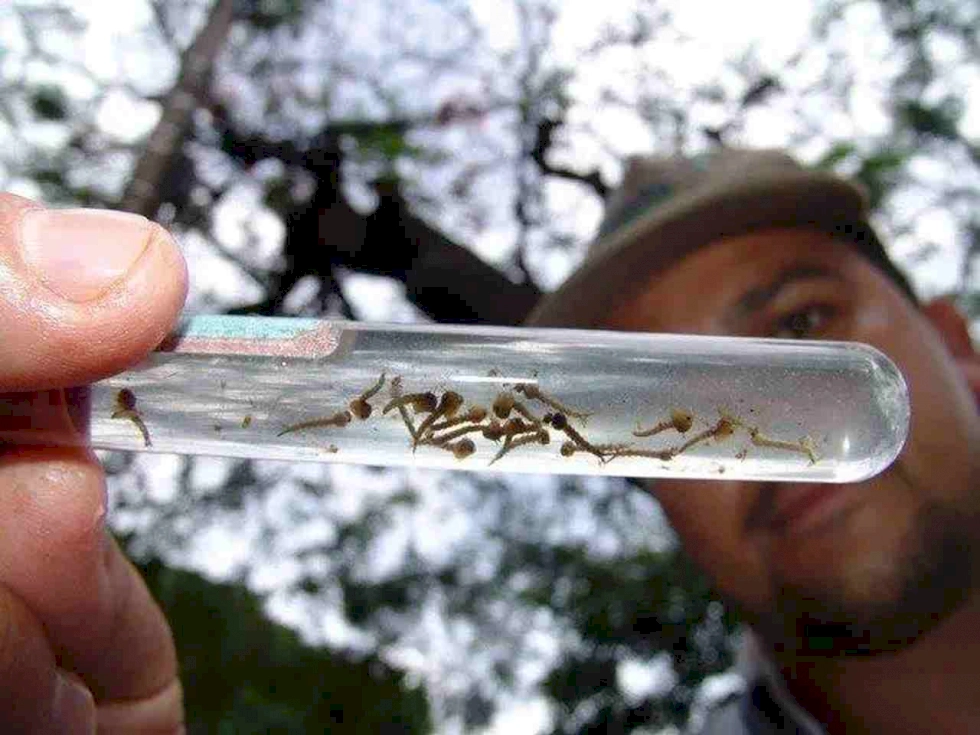 Focos de mosquito transmissor da chikungunya. (Foto: Arquivo Midiamax)