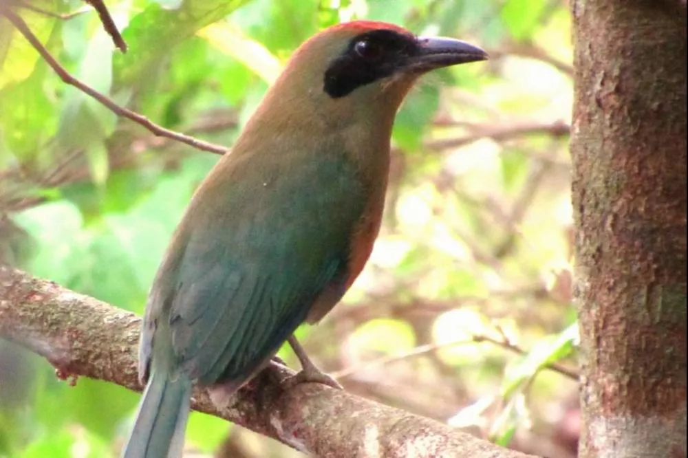 Ave residente da Mata Atlântica em Mato Grosso do Sul, a espécie agora reconhecida por lei como símbolo do bioma passa a ser também instrumento de preservação, reforçando ações de proteção e conscientização ambiental no Estado. Veja mais no site da ALEM