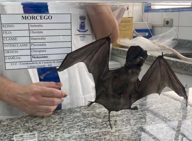 Exemplar de morcergo no CCZ de Campo Grande (Foto: Divulgação/CCZ)